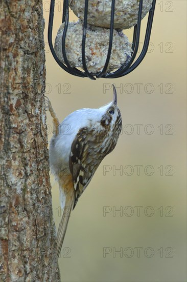 Eurasian treecreeper