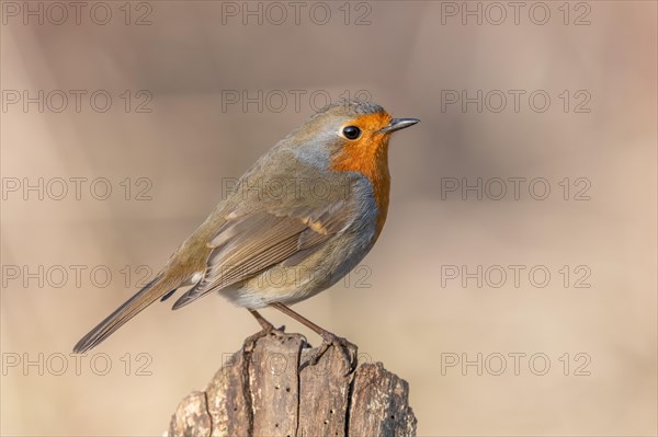 European robin