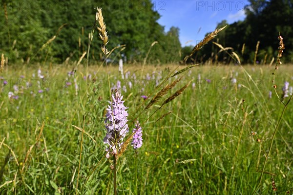 Spotted moorland spotted orchid