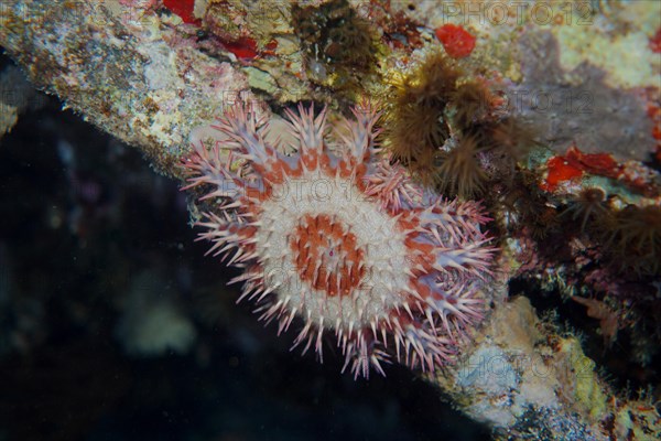 Crown-of-thorns starfish