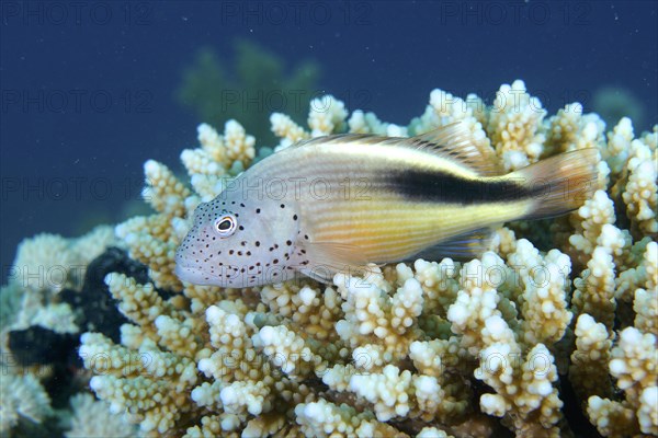 Black-sided hawkfish