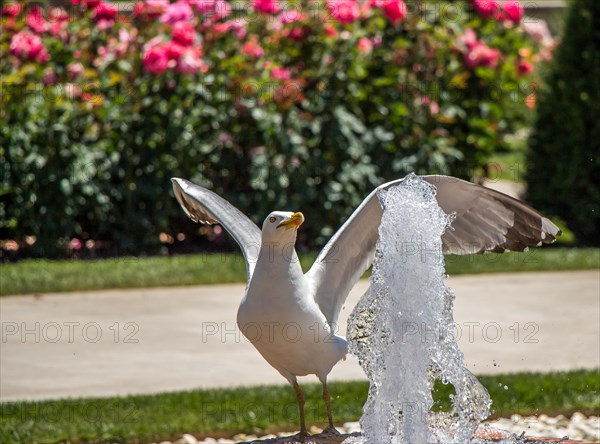 Seagull by the fountain in the rose garden