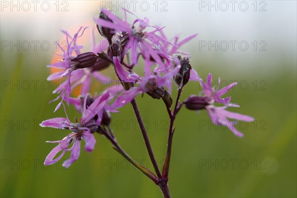 Ragged robin