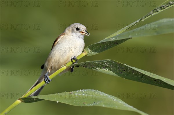 Eurasian penduline tit