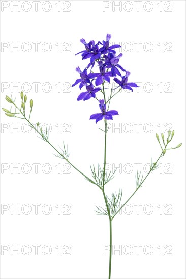 Forking larkspur