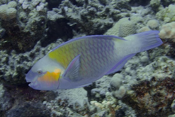 Bullethead parrotfish