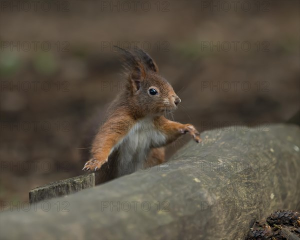 Eurasian squirrel