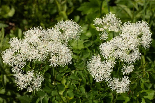 Columbine-leaved meadow rue many open white flowers next to each other