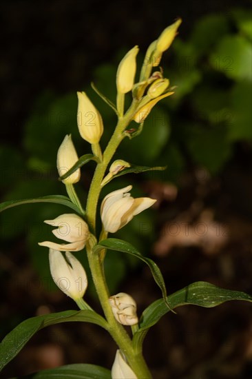 White woodland birds Inflorescence with a few white flowers