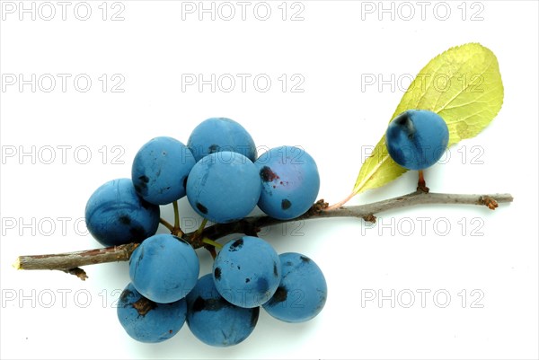 Ripe fruits of blackthorn