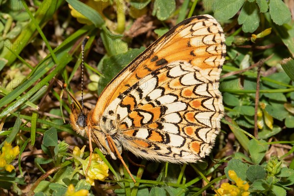 Fritillary fritillary butterfly butterfly with closed wings sitting on green grass and yellow flowers left sighted