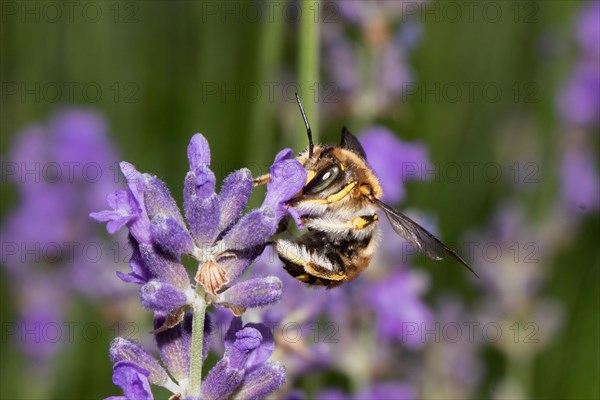 Garden Wooly Bee