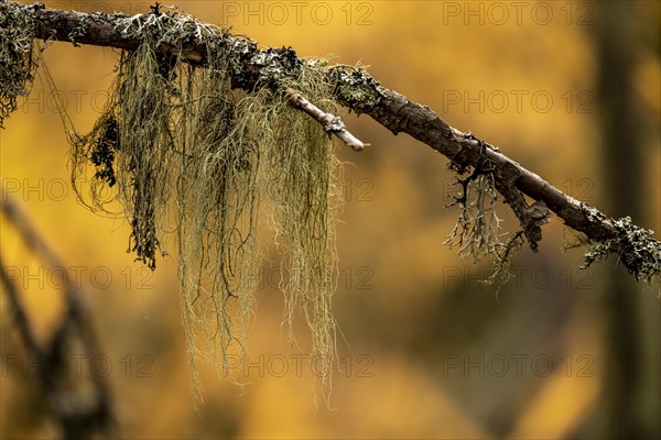 Autumn larch