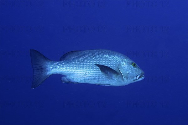 Two-spot red snapper