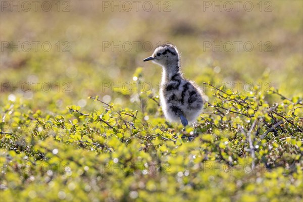 Whimbrel