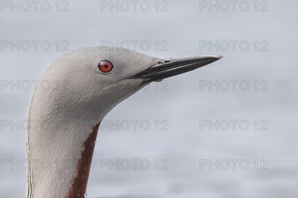 Red-throated diver