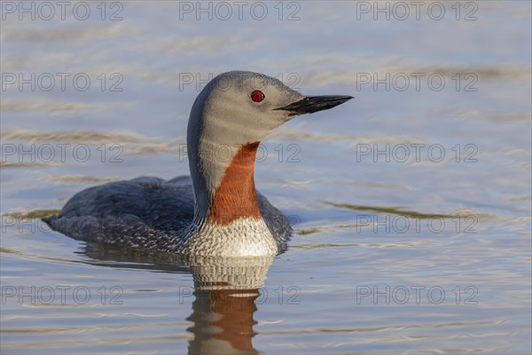 Red-throated diver