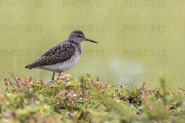 Wood Sandpiper