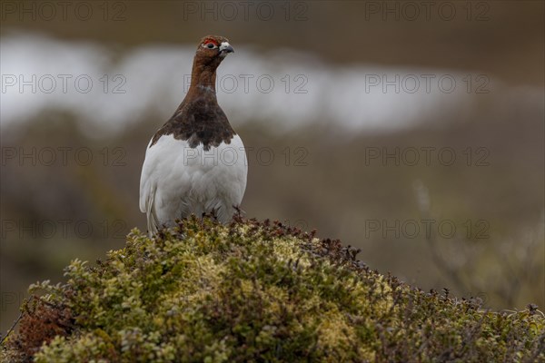 Willow ptarmigan