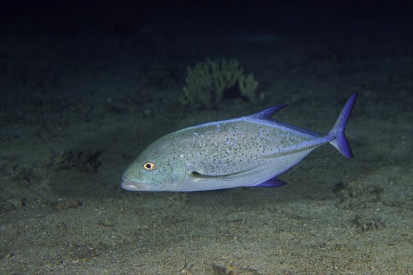 Bluefin trevally