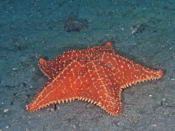 Red cushion sea star