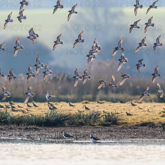 Grey Plover