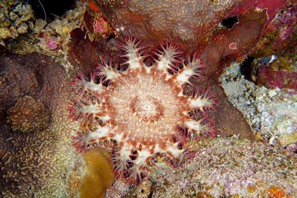 Crown-of-thorns starfish