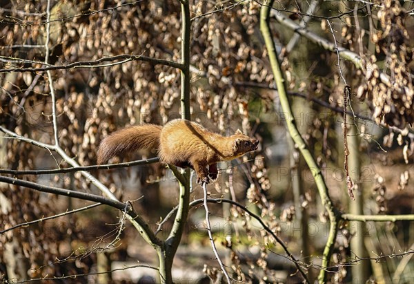 European pine marten