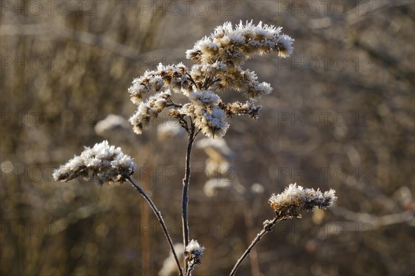 Goldenrod