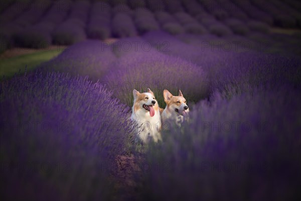 Welsh Corgi Pembroke dog beautifully posing on a lavender field between paths. Lavender field in Poland