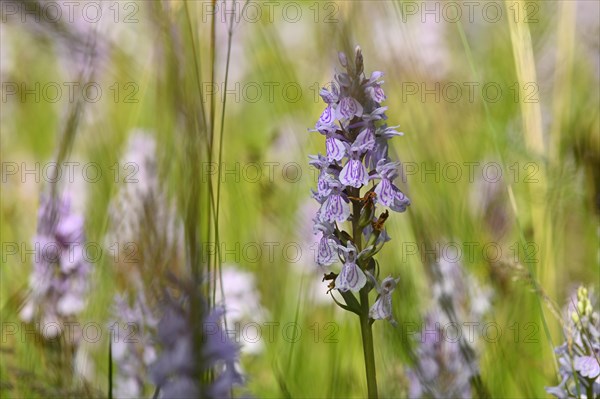 Spotted moorland spotted orchid