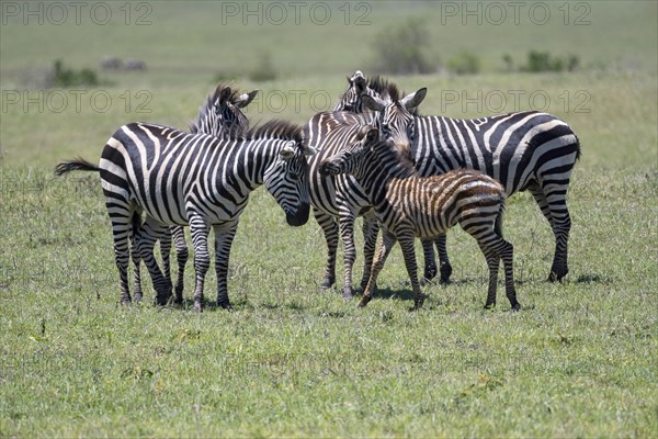 Plains zebra