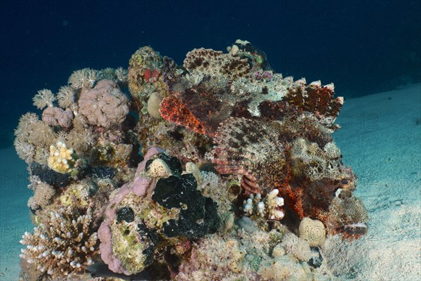 Tassled scorpionfish