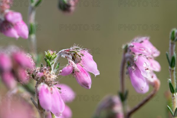 Cross-leaved heath