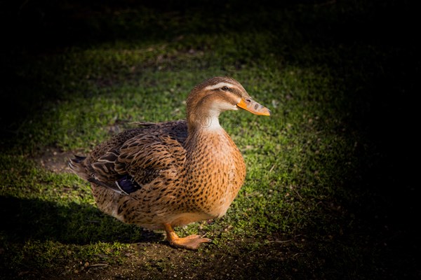 Domestic duck walking in their field