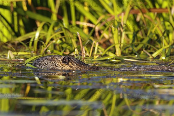 Nutria