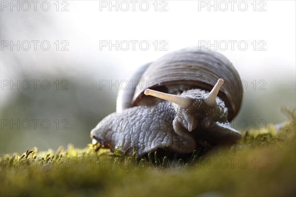 Weinbergschnecke