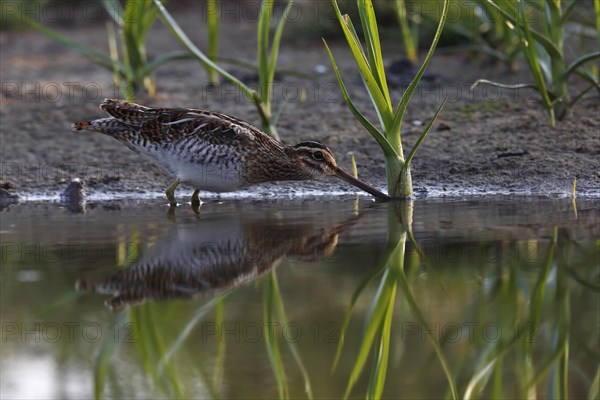 Common Snipe