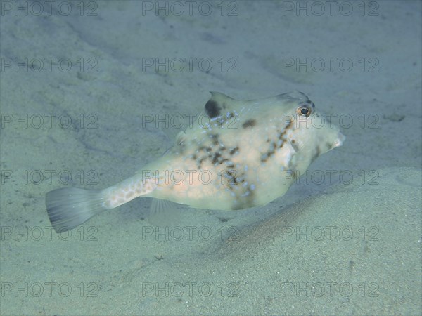 Pyramid Trunkfish