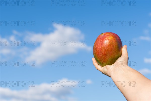 Womans hands holding a mango with a cloudy sky in the background