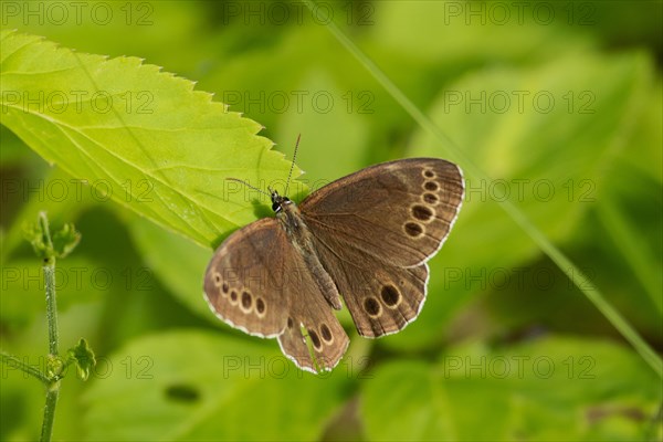 Yellow-breasted butterfly butterfly with open wings sitting on green leaf looking from behind diagonally to the left