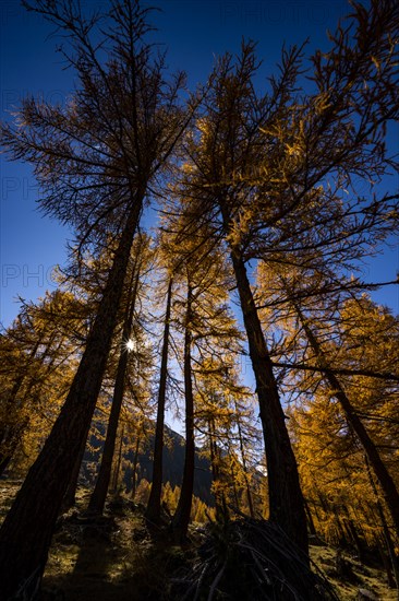 Autumn larches