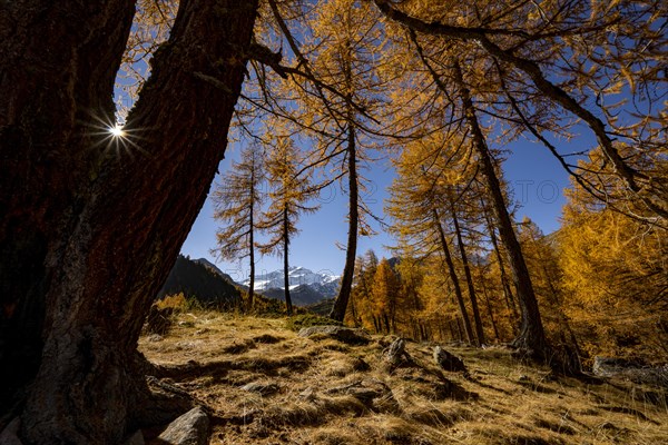 Autumn larches