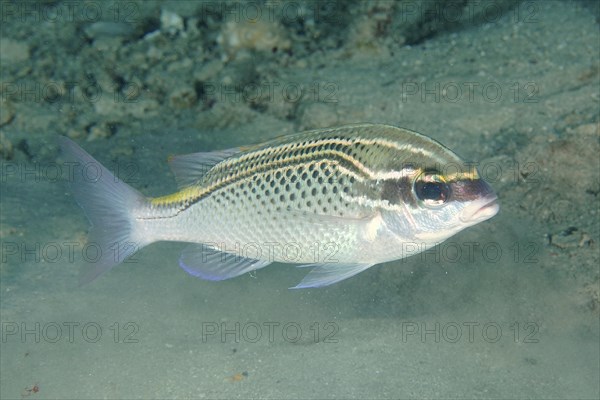 Arabian monocle bream