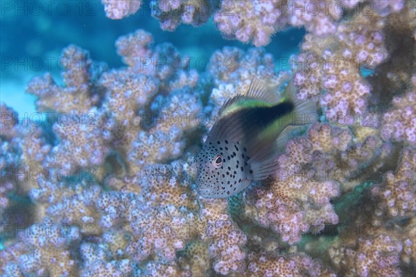 Black-sided hawkfish