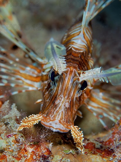 Portrait of pacific red lionfish