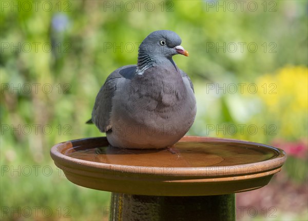 Common wood pigeon