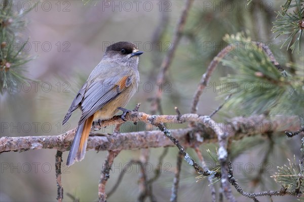 Siberian jay