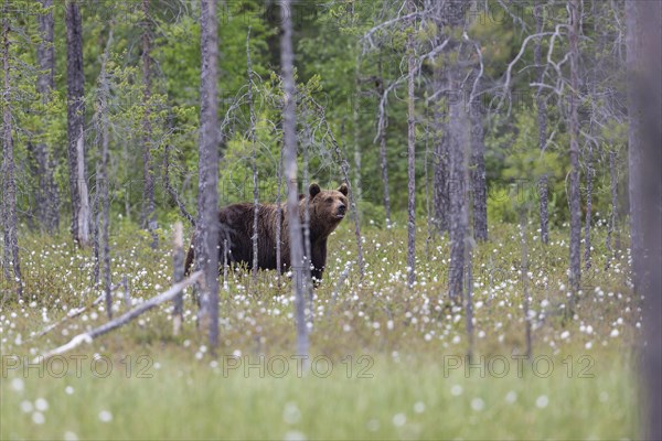 Brown bear