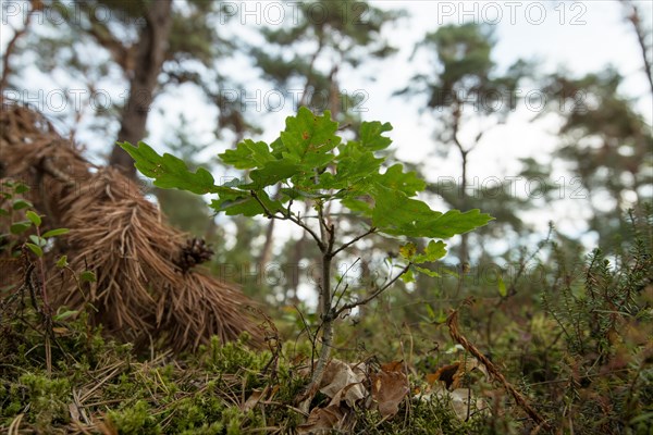 Darss primeval forest